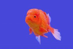 ranchu fish|Ranchu Goldfish: Introduction & Care Guide – The Goldfish Tank.